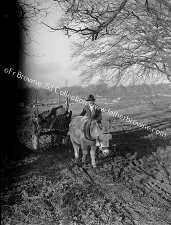 PAIR OF DONKEYS PULLING LOG CART